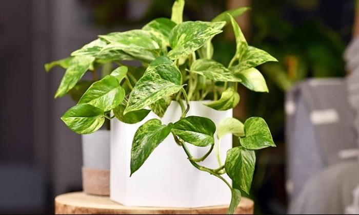 CÂY BIẾN ĐỔI GENE GIẢM Ô NHIỄM TƯƠNG ĐƯƠNG 30 MÁY LỌC KHÍ