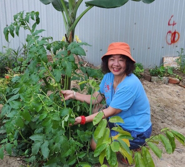 Những hộ d&acirc;n tự tay mang c&acirc;y đến trồng v&agrave; thu hoạch-